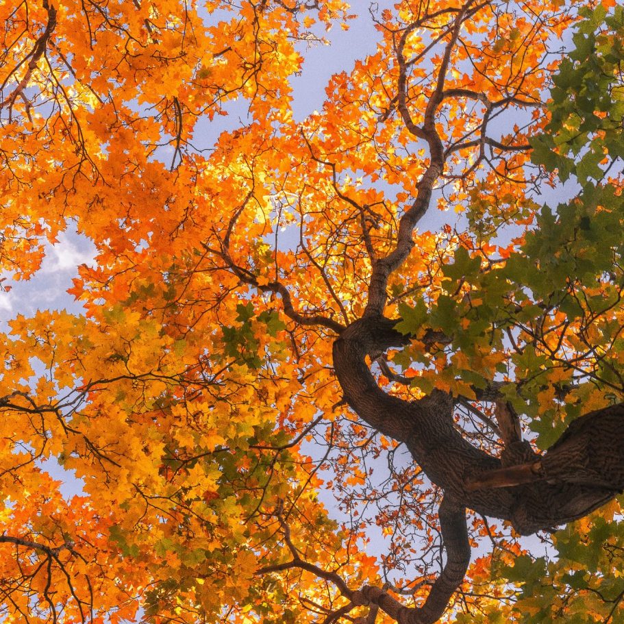 Baum im Herbsthimmel Bunte Herbstblätter in orange und grün, mit einem verzweigten Baumstamm im Bild.